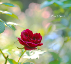 庭の薔薇(ダーシーバッセル）