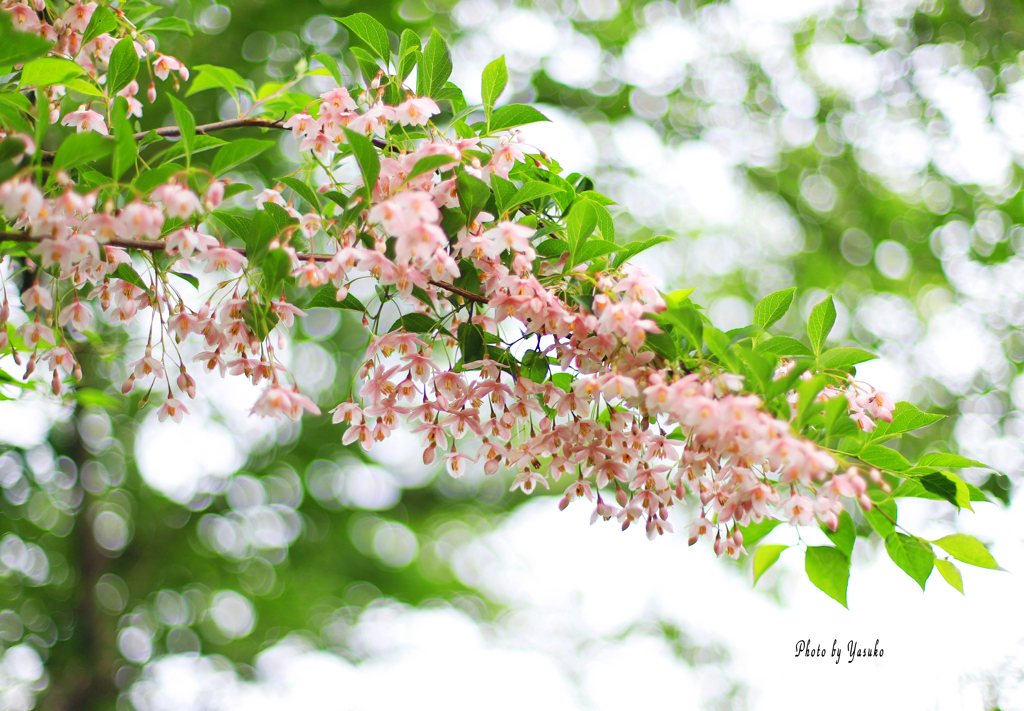 庭の花（ピンクエゴの花）