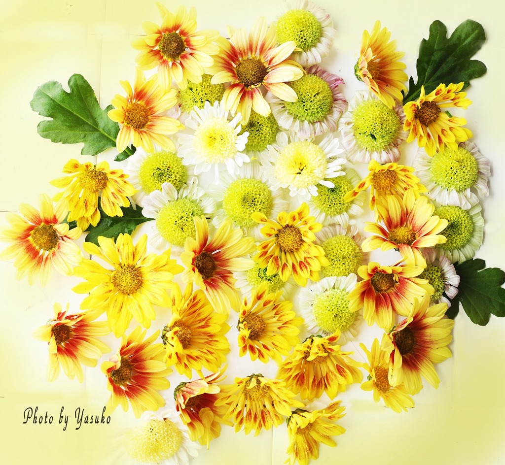 庭の花（菊）