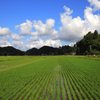 田の風景