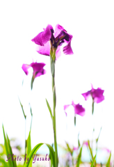 6月・・この花の出番です(菖蒲）