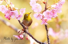 河津桜とメジロ