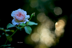 庭の花（薔薇）