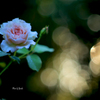 庭の花（薔薇）