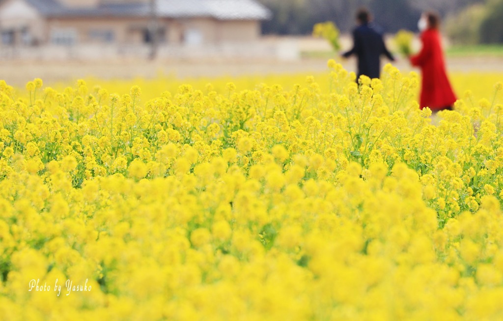 菜な畑ロード鴨川2022（菜の花）