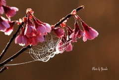 桜（カンヒザクラと蜘蛛の糸）