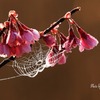 桜（カンヒザクラと蜘蛛の糸）