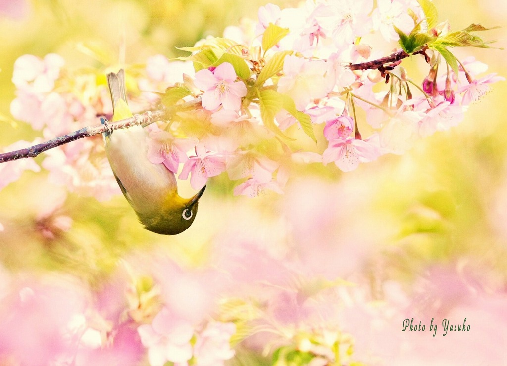 鳥（メジロと河津桜）