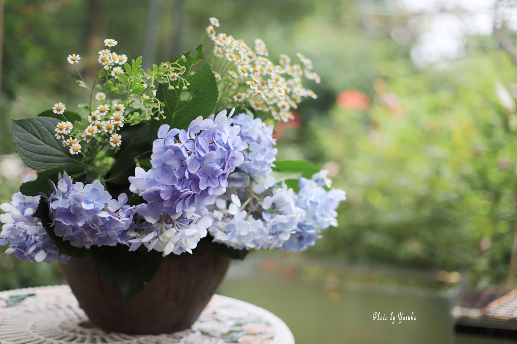 庭の花(アジサイ　マトカリア）