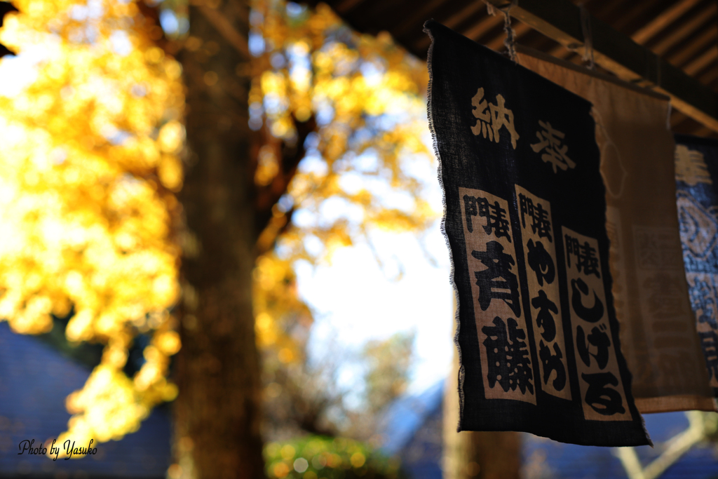 お寺の銀杏・・