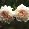 庭の薔薇(セバスチャンクナイプ）