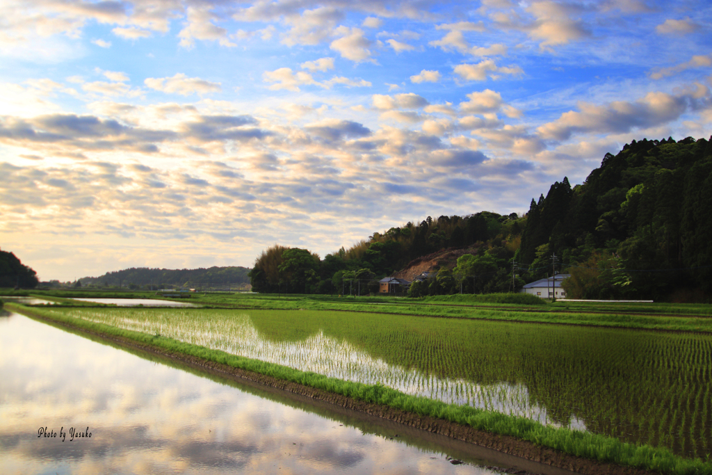 田の夜明け