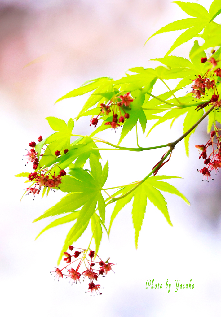 モミジの花