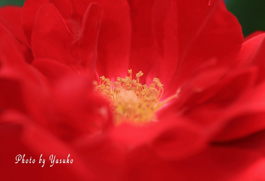 庭の薔薇　