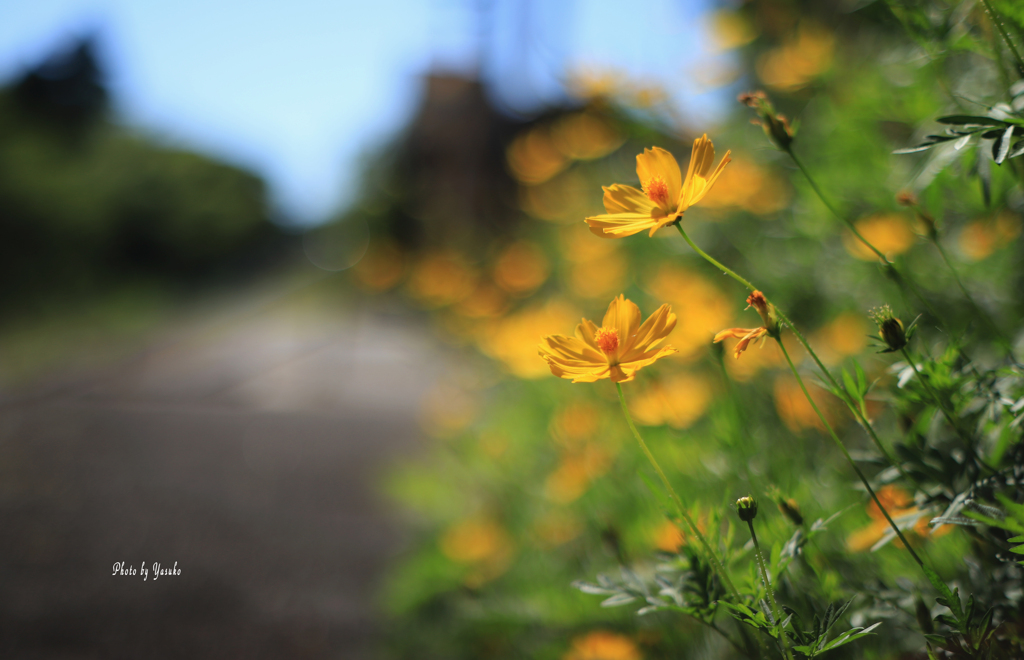 花（キバナコスモス）