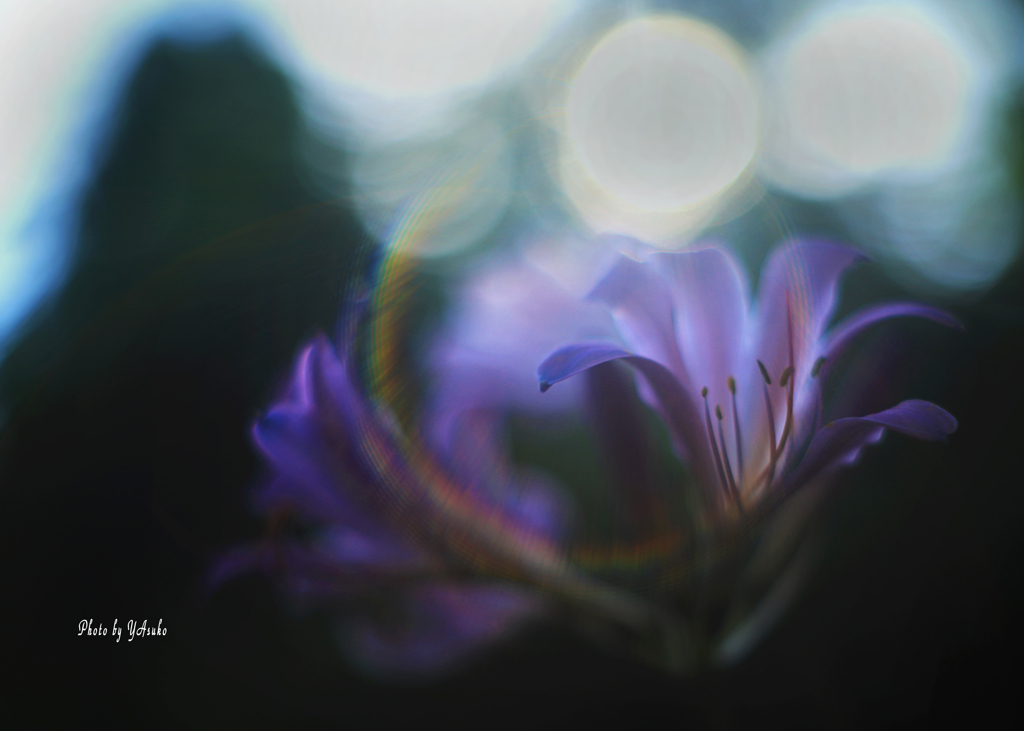 庭の花（リコリス）