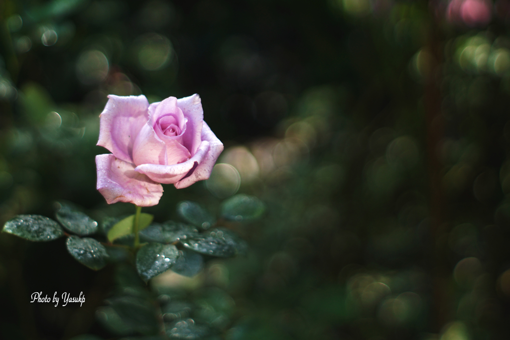 美空ひばりが愛した薔薇　マダムヴィオレ