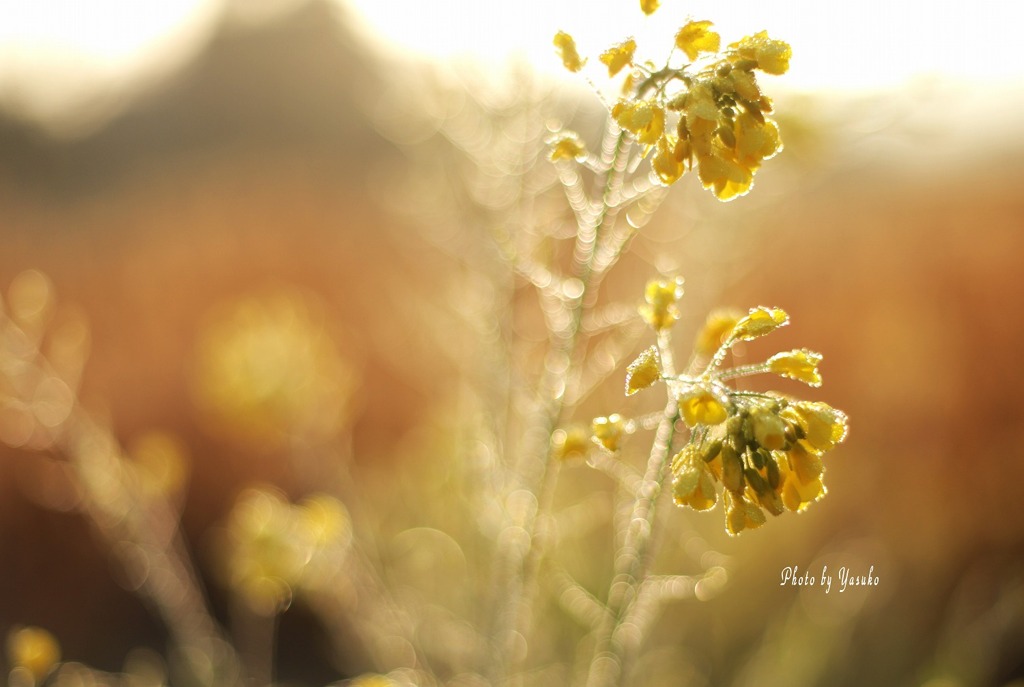 朝露浴びて(菜の花）