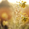 朝露浴びて(菜の花）