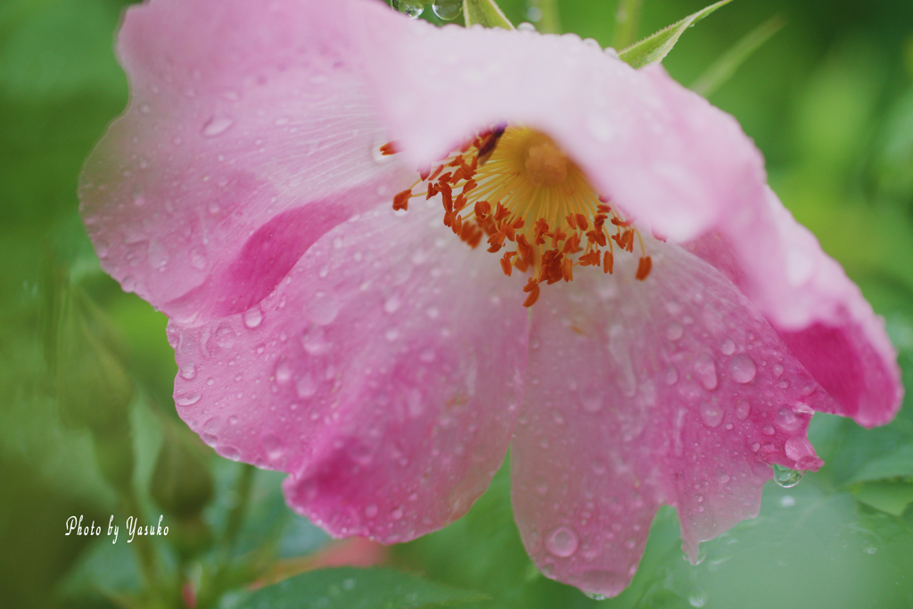 雨の中・・（薔薇　コンプリカーター）