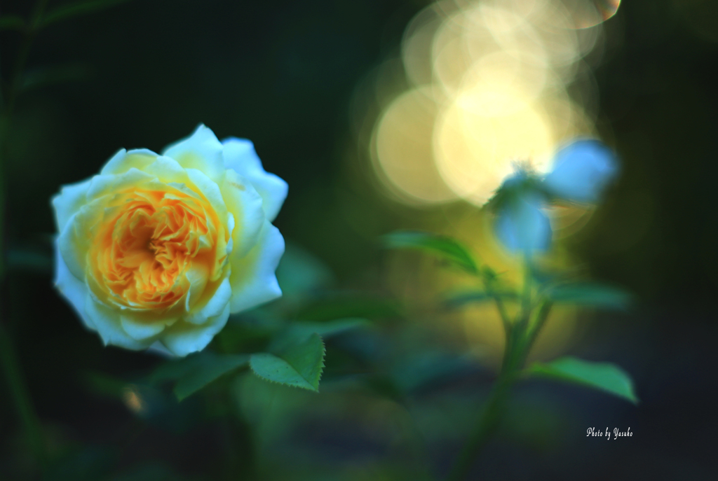 庭の花(薔薇）