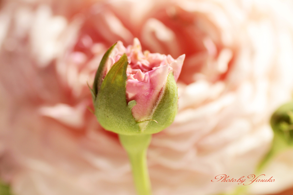 庭の薔薇(スプニールドゥマルメゾン）