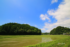  田の風景