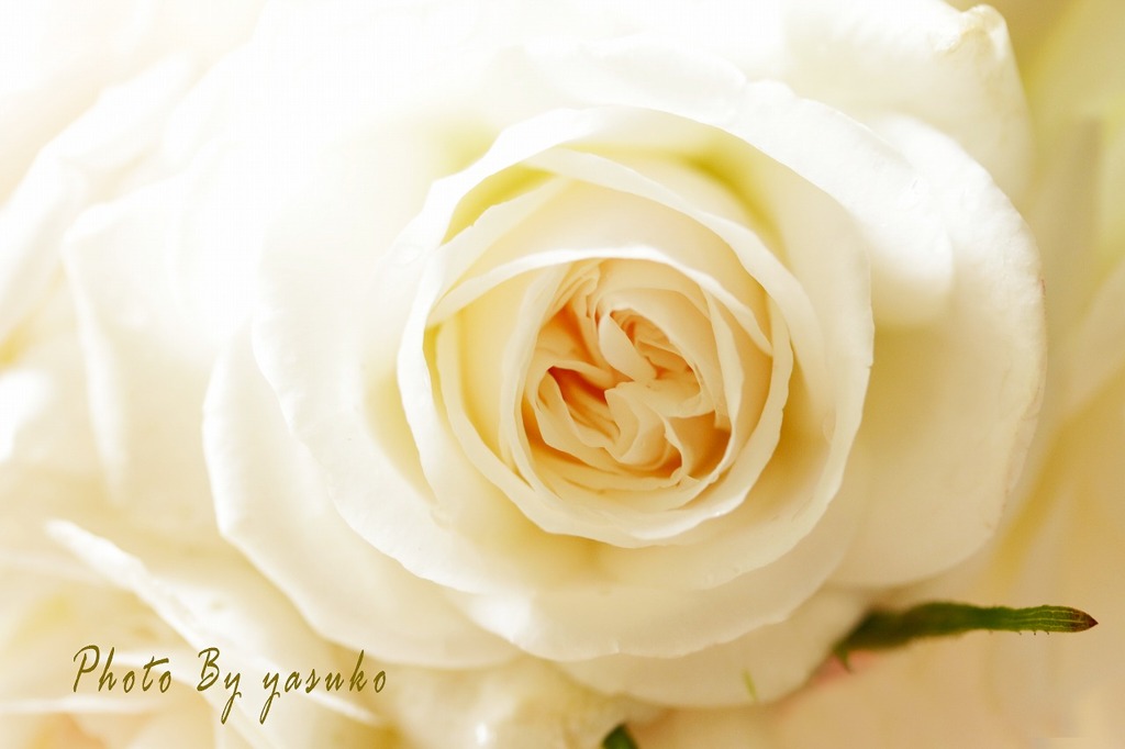 庭の薔薇(セバスチャン・クナイプ）
