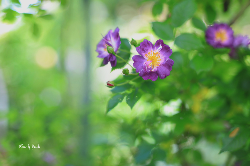 庭の薔薇(ファインフェンブラウ）