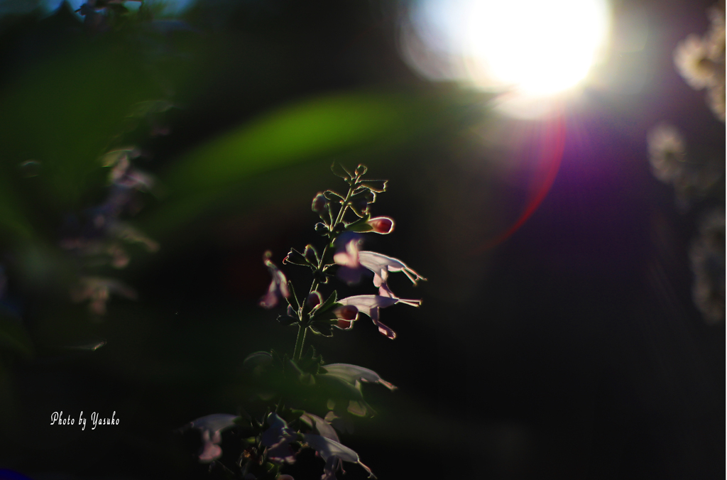 庭の花(サルビア）