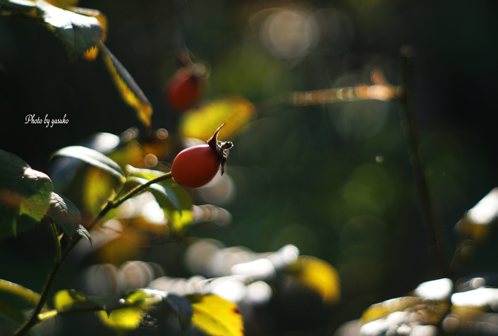 庭の花（ローズ　ヒップ）