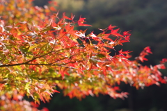 菊池渓谷01