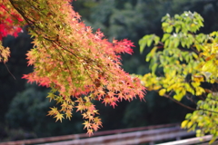 菊池渓谷02