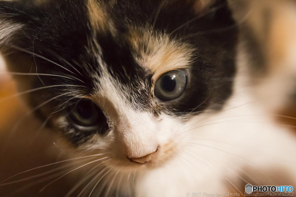 子猫