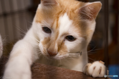 実家の猫