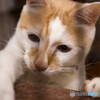 実家の猫