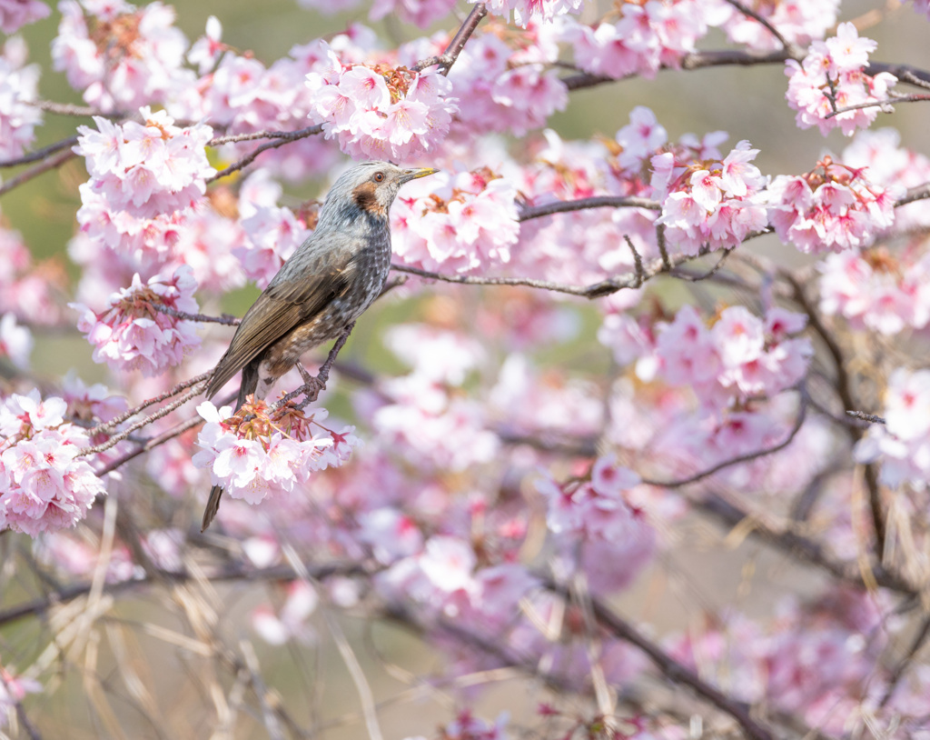 河津桜とヒヨドリ