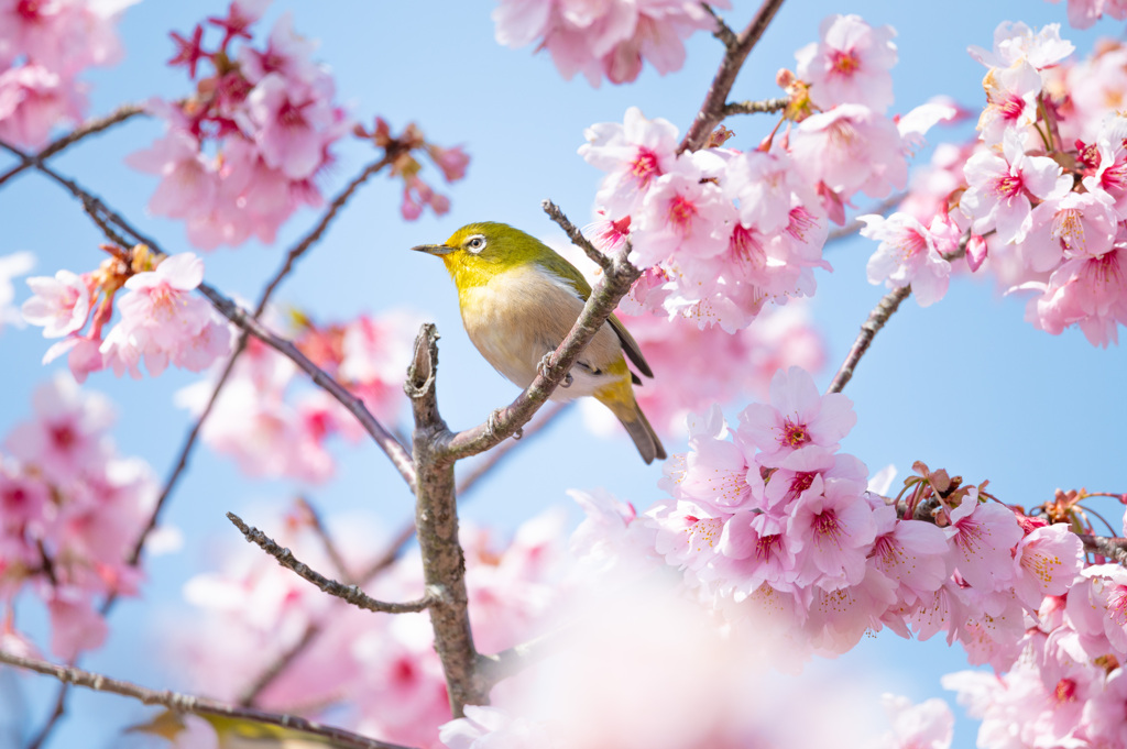 河津桜とメジロ
