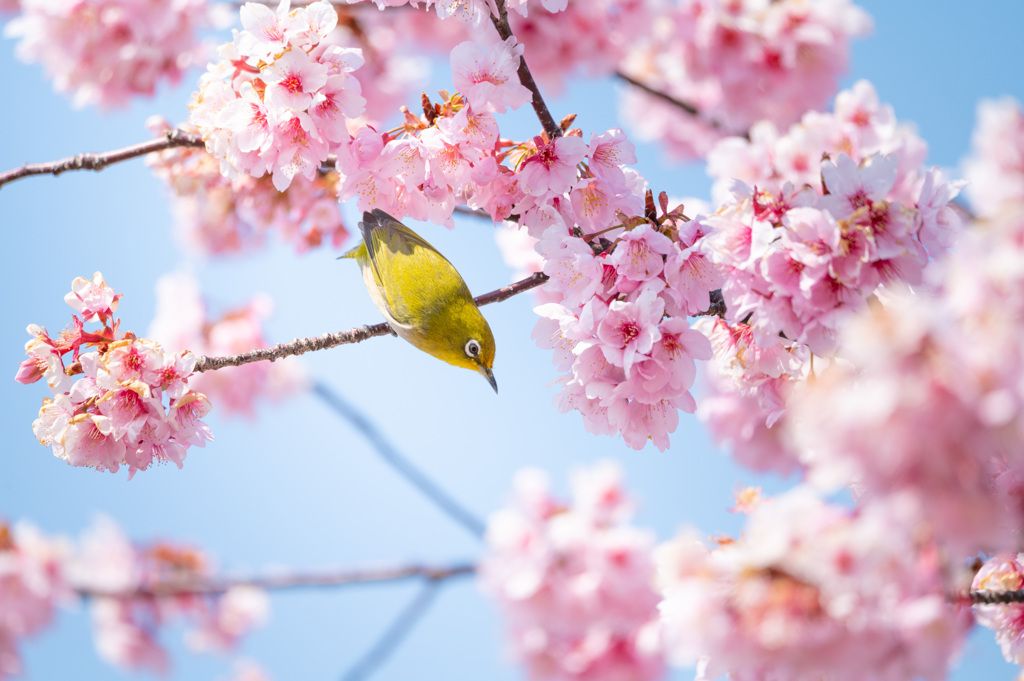 河津桜とメジロ