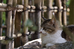 まどろむ猫