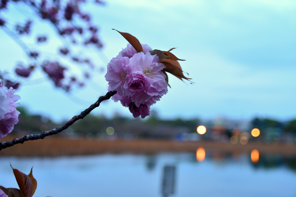 shinobazunokoi