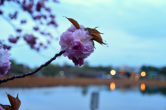 shinobazunokoi