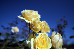 小田原フラワーパークにて