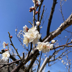 心ときめく日和