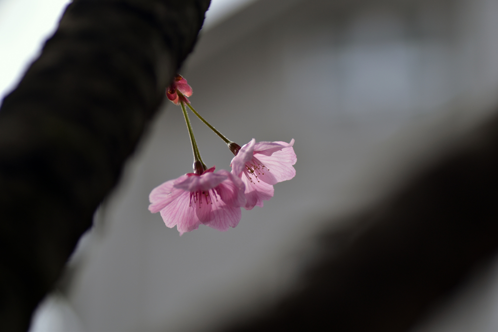 はぐれ咲き