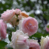 20120605_NDC_T17-538SE