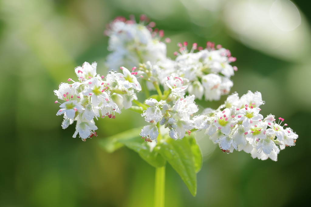 そばの花