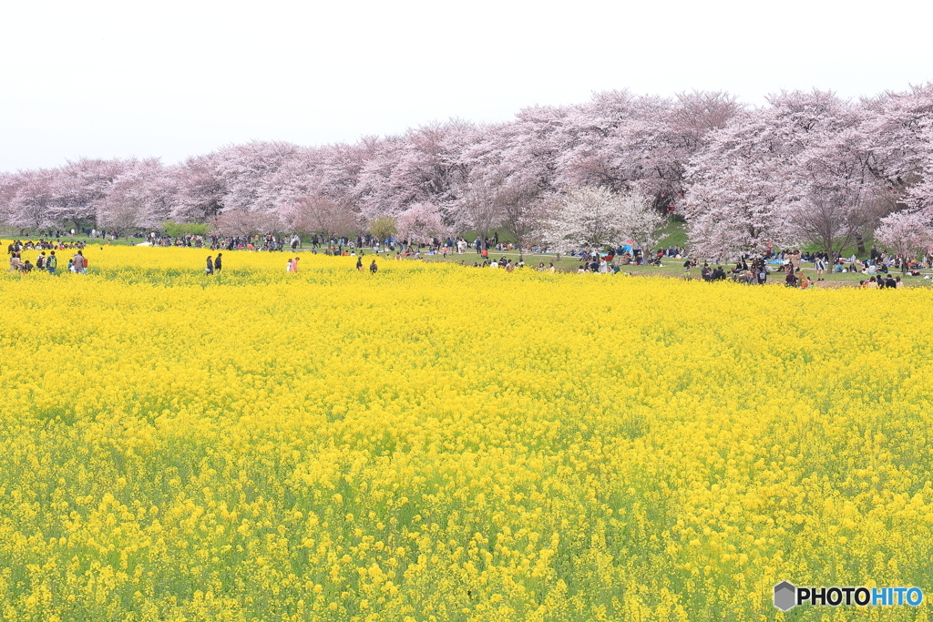 権現堂桜堤