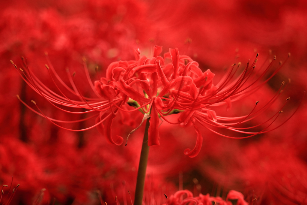 炎の中の花火
