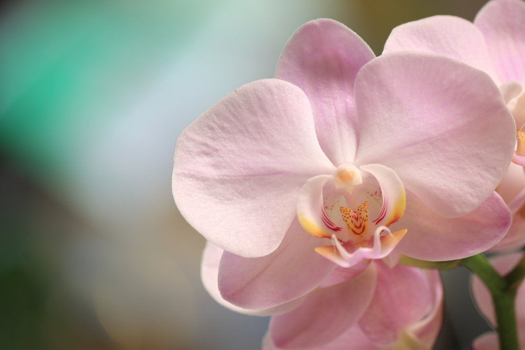 orchid